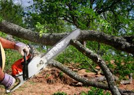 Best Tree Trimming and Pruning  in Superior, WI